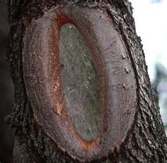 a tree trunk with a hole in it