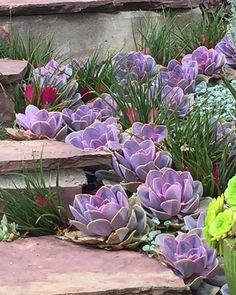 purple flowers are growing on the steps in this garden