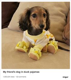 a small dog is wearing a yellow duckie outfit