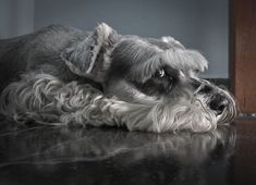 a black and white dog laying on the floor