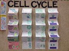 several pieces of paper hanging on a wall with the words cell cycle written above them