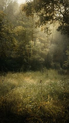 the sun shines through the trees and grass in this forest filled with wildflowers