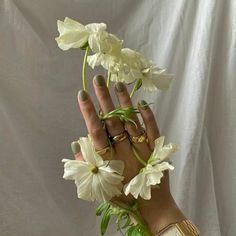 a woman's hand holding white flowers in front of a white background with green stems