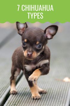 a small chihuahua dog running across a wooden floor with text overlay that reads, 7 chihuahua types