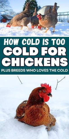 two chickens in the snow with text overlay how cold is too cold for chickens?