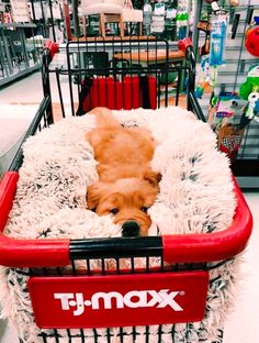 a dog is sleeping in a shopping cart at the store, it looks like he has fallen asleep