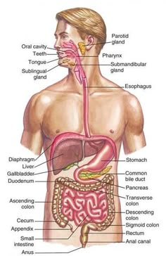 diagram of the human body organs and their functions