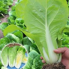 lettuce growing in the ground and being held up by someone's hand