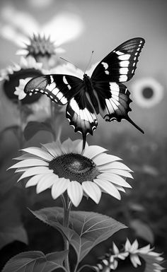 a black and white photo of a butterfly on a sunflower with other flowers in the background