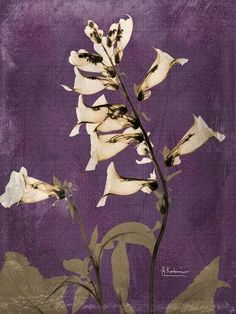 a painting of white flowers against a purple background