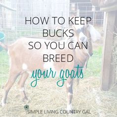 a baby goat standing next to a fence with the words how to keep bucks so you can breed your goats