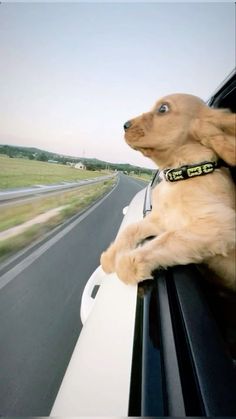 a dog is hanging its head out the window of a car while driving down a highway