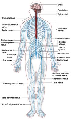 Anatomi Dan Fisiologi, Guillain Barre Syndrome