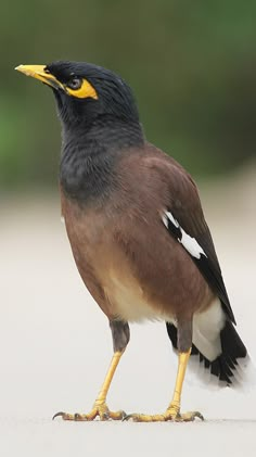 a bird standing on the ground with it's beak open