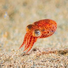 an orange squid is swimming in the sand