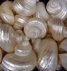 large group of seashells gathered together on display