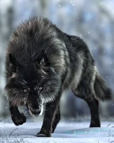 a black wolf running through the snow