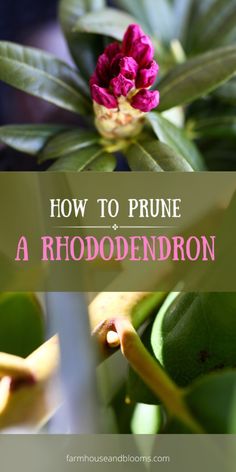 purple flower with text overlay how to prune a rhododendron