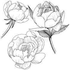 three peony flowers on a white background