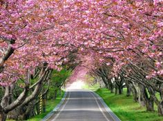 the road is lined with pink trees on both sides