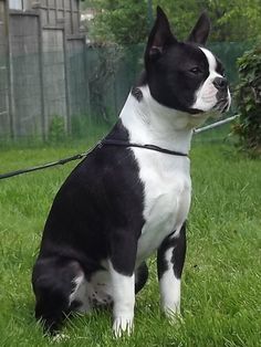 a black and white dog sitting in the grass