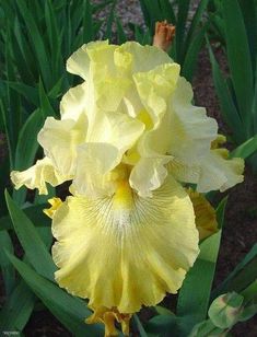 a close up of a yellow flower with green leaves