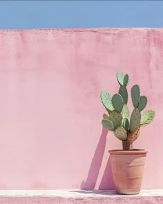 a potted cactus against a pink wall with a blue sky in the back ground