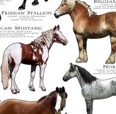 four different types of horses standing next to each other on a white background with words describing them