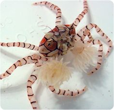 an octopus is sitting on top of a white surface