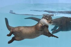 two otters are swimming in the water together