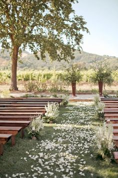 rows of wooden benches with white flowers on the grass in front of trees and bushes