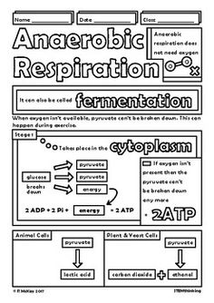 Aerobic Anaerobic Respiration Biology Doodle... by STEMthinking | Teachers Pay Teachers Aerobic And Anaerobic Respiration, Doodle Sheet, Anaerobic Respiration, Biology Activity, Photosynthesis And Cellular Respiration, Notes Life, Biology Worksheet, Study Biology