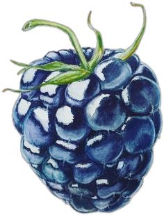 a painting of a blue raspberry on a white background