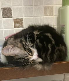 a cat laying on top of a wooden shelf