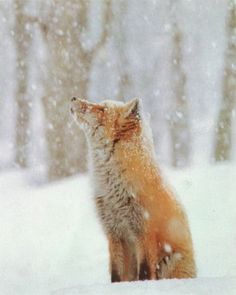 a fox sitting in the snow looking at something