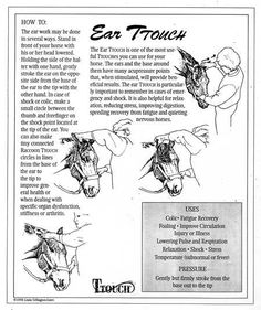 the instructions for how to ride a horse