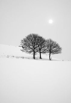 two trees stand in the snow on a hill