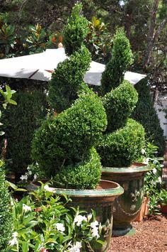 some very pretty potted plants with umbrellas in the background