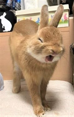 a small brown rabbit standing on top of a bed next to a wooden box with an open mouth