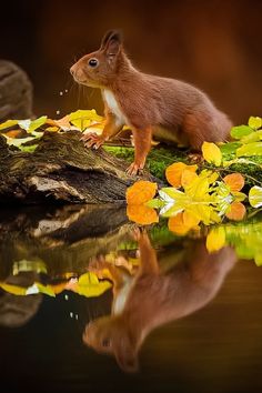 a small animal standing on top of a tree stump next to some leaves and water