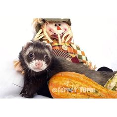 two ferrets sitting next to each other in front of a stuffed doll and pumpkin