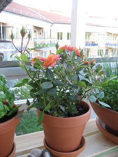 three potted plants sitting on top of a window sill next to each other