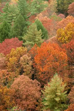 many different trees in the woods with orange and green leaves