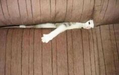 a cat laying on top of a brown couch