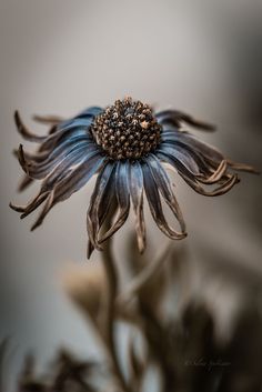 a black and white photo of a flower