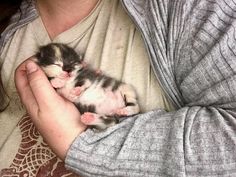 a person holding a small kitten in their arms