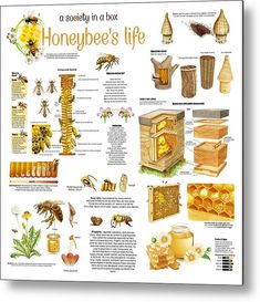 a honeybee's life poster is shown with bees and honeycombs in it