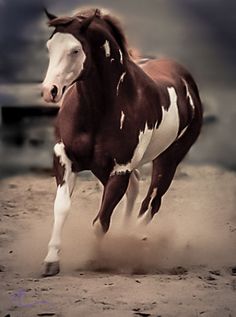 a brown and white horse is running in the dirt with it's front legs spread out