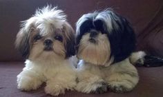 two shih tzu dogs sitting on a couch looking at the camera with their eyes closed