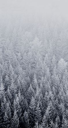 an aerial view of trees covered in frost